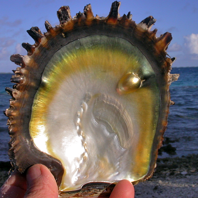 Magnifique coquille de nacre avec un mabe de Tahiti de couleur Or.