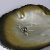 Pendentif Tiki argent rhodié et magnifique perle de Tahiti vert tilleul, ronde 9,5mm A