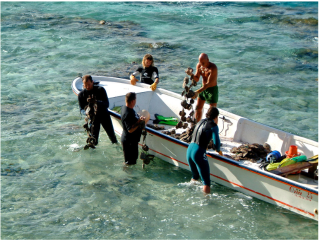Le bateau est de retour du lagon avec les nacres et l'équipe dé
charge les chapelets d'huîtres perlières.