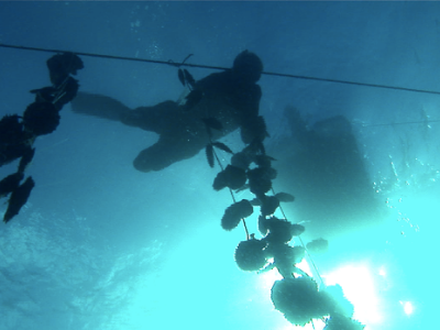 Un plongeur en apnée en train de poser de chapelets de nacres sur la filière.À 5 mètres plus haut,, le bateau semble petit
