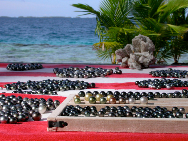 Tout juste récoltées, les perles de tahiti subissent un premier tri. La table de tri est placée au bord du lagon.
