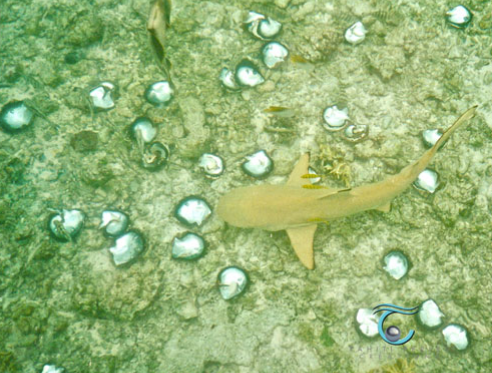 Un requin mange la chair des nacres mabe et nous aide, ainsi, au nettoyage des coquilles de nacres . plusieures méthodes sont possible . Le pendentif Mao mabe est passé par ce stade.