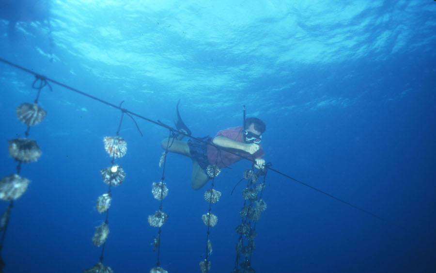 Chaque perle que je propose est le résultat d’un travail artisanal minutieux, d'une patience de près de cinq années entre la partie élevage de l'huître perlière, la greffe et la récolte, et d'un contrôle de qualité strict, validé par la radiographie de chacune de mes perles par le  Service de la Perliculture de Polynésie française. https://perle-tahiti.fr/le-keshi-de-tahiti-la-pepite-des-lagons/