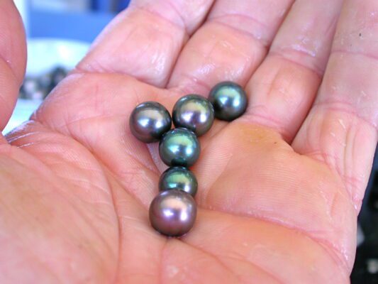 Les perles rondes représentent environ 20% d'une récolte de perles. Venez découvrir le moment magique de la récolte, une journée sous haute tension !