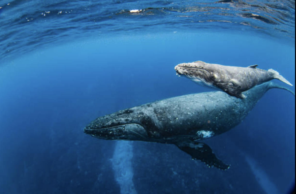Plonger avec des baleines en pleine eau est une expérience inoubliable! J'ai eu cette grande chance avec la rencontre d'une baleine à bosse accompagnée de son baleineau sur l'atoll de Manihi. Elles se trouvaient proches du récif, coté océan, la mer était translucide et calme, des conditions parfaites. Accompagné d'une amie, j'ai stoppé mon embarcation et nous nous sommes mis à l'eau en apnée (pmt). Des moments inoubliables ! Ce qui m'a le plus impressionné c'est l'aisance avec laquelle ces mastodontes évoluent dans l'eau