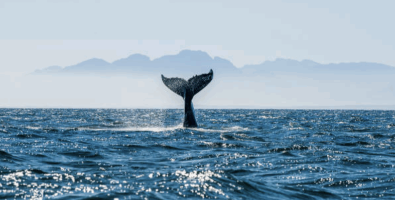 la bague Koloha rend hommage aux géants des océans avec sa queue de baleine stylisée. Chaque perle provient de ma ferme perlière artisanale de Manihi, sans intermédiaire, dans le respect des lagons polynésiens. Porter Koloha, c’est affirmer son style et son engagement pour la préservation du monde marin.