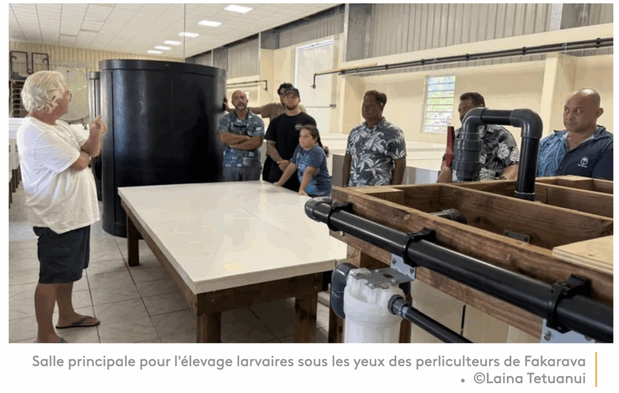 En aquaculture, une écloserie est une installation destinée à produire des œufs et des larves ou alevins, notamment de poissons, de crustacés et de mollusques. Elle permet de vendre à des ostréiculteurs des naissains d'huîtres appropriés à leurs besoins. "Tous les pays perlicoles ont des écloseries. On a la chance d'avoir du captage naturel un jour, ça ne sera plus le cas, il faut pérennniser notre activité." afirme Steve Pommier qui a financé ce projet de 250 millions de francs sur fonds propre.
Steve Pommier a pu s'appuyer sur l'expertise d'Eric Marissal. L'ingénieur agronome n'est autre que le gérant de la première écloserie des Tuamotu, située à Fakarava. "On utilise des lampes LED spécialisées dans la photosynthère. On est sur quelque chose de très moderne." explique l'ingénieur. 4 pontes ont d'ores et déjà été réservées par les perliculteurs de l'atoll.